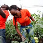 Engaging youth in agriculture